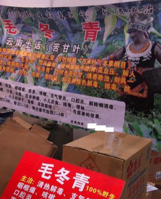 毛冬青批發(fā)與預(yù)包裝食品供應(yīng) 苦甘葉、萬(wàn)承葉的專業(yè)選擇